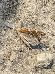 Eulithis molliculata