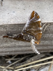 Eulithis molliculata