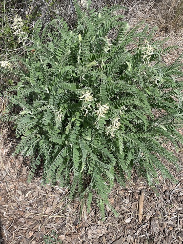 photo of Santa Barbara Milkvetch (Astragalus trichopodus)