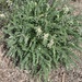 photo of Santa Barbara Milkvetch (Astragalus trichopodus)