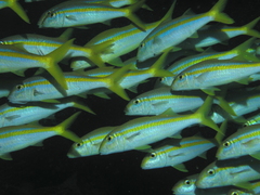 Mulloidichthys dentatus