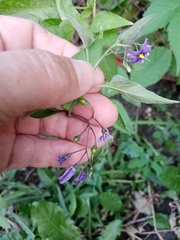 Solanum dulcamara