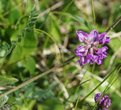 Oxytropis lapponica