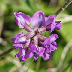 Oxytropis lapponica