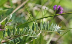 Oxytropis lapponica