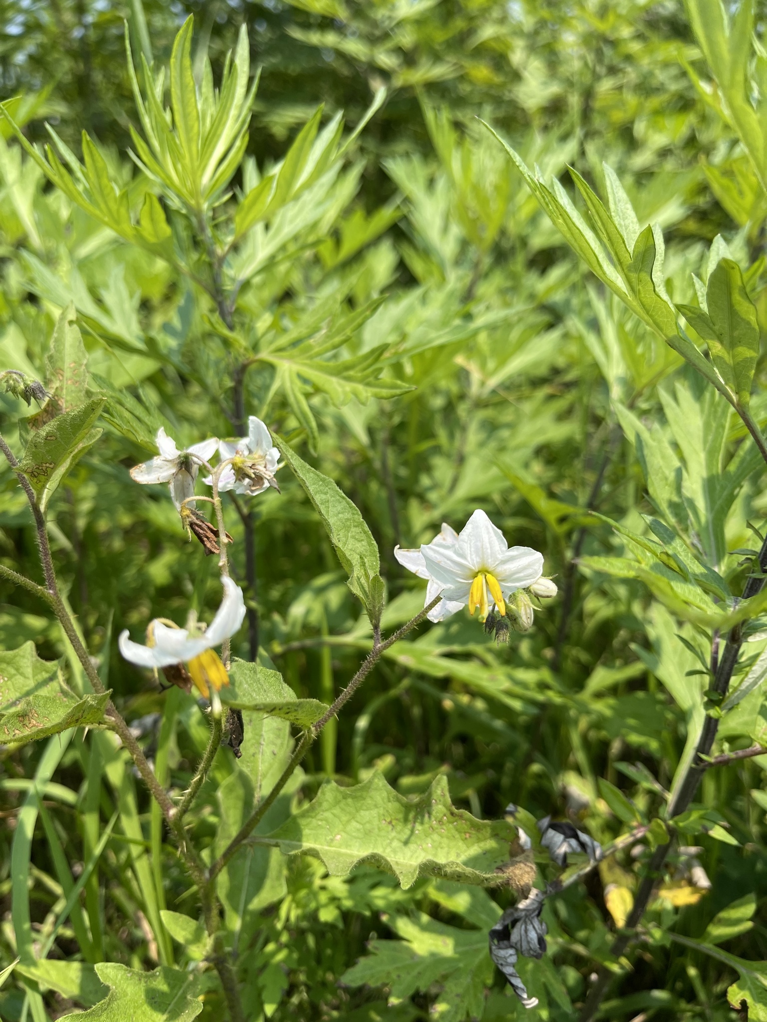 solanum cla l carnitina carolinense Food as Therapy for