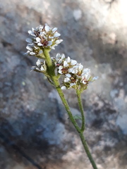 Micranthes rhomboidea