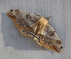 Arsenura polyodonta