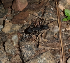 Camponotus angusticollis