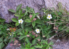 Fragaria nipponica