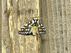 Lophocampa ingens