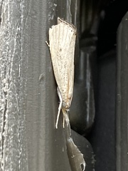 Haimbachia albescens