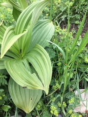 Veratrum lobelianum