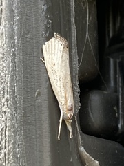 Haimbachia albescens