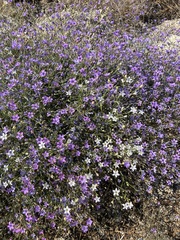 Gilia ochroleuca