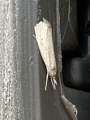 Haimbachia albescens