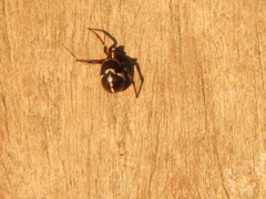 Steatoda ancorata