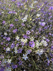 Gilia ochroleuca
