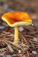 Amanita erythrocephala