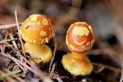Amanita erythrocephala