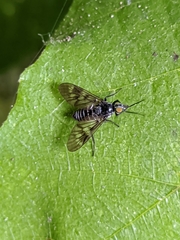 Ibisia