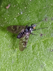 Ibisia
