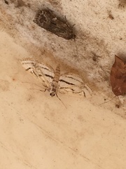 Parapoynx badiusalis