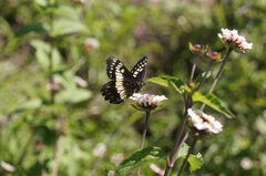 Catasticta nimbice