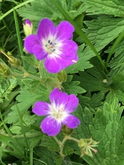 Geranium