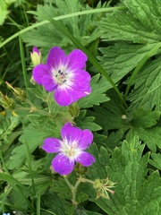 Geranium