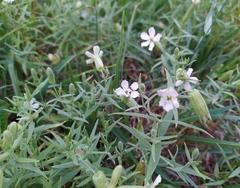 Silene procumbens