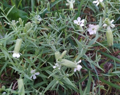 Silene procumbens