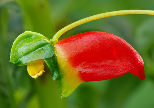 Impatiens keilii