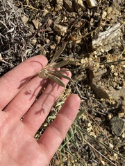 Eriogonum brevicaule brevicaule