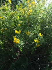 Chamaecytisus