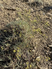 Eriogonum brevicaule brevicaule