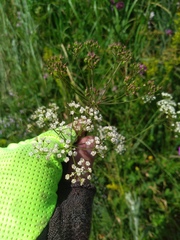 Physospermum cornubiense