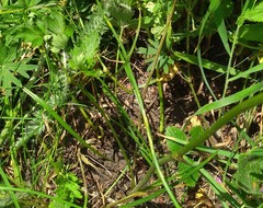 Physospermum cornubiense