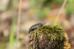 Cypherotylus californicus