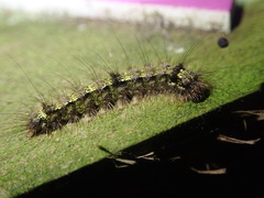 Eilema depressa
