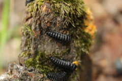 Cypherotylus californicus