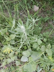 Omalotheca sylvatica