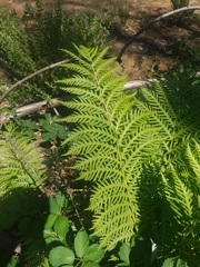 Woodwardia fimbriata image