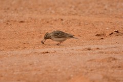 Galerida cristata riggenbachi