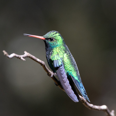 Chlorostilbon lucidus