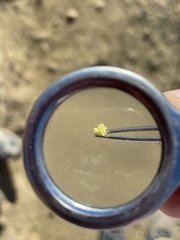 Eriogonum brevicaule brevicaule