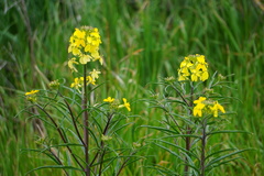 Erysimum capitatum angustatum