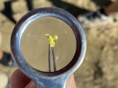 Eriogonum brevicaule brevicaule