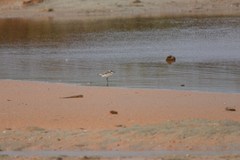 Charadrius alexandrinus alexandrinus