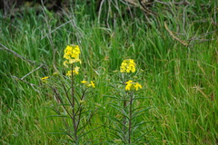 Erysimum capitatum angustatum